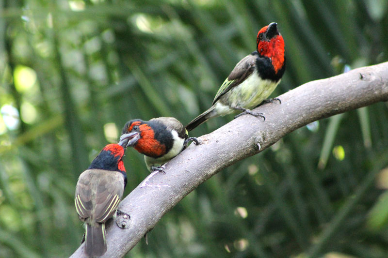 Birds, Caprivi