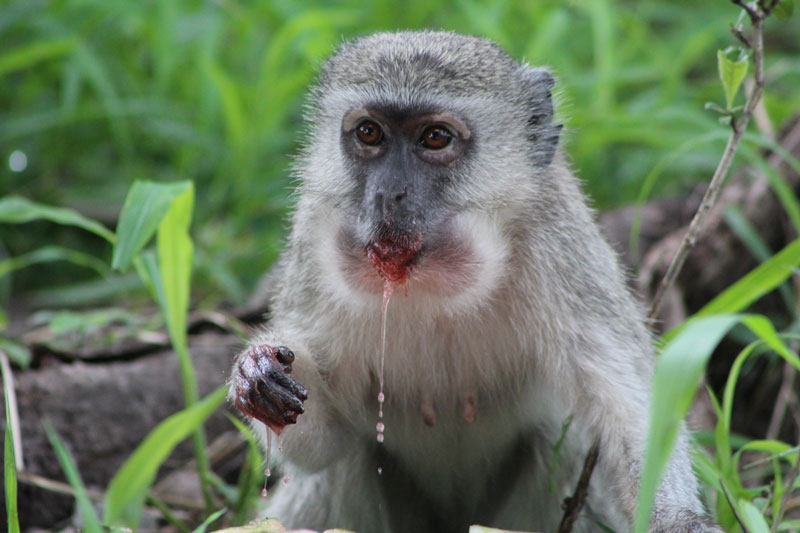 Monkey, Kavango